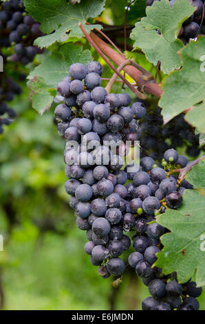 Chardonnay Trauben-Cluster in die Weinberge von La Montina Wein in Il Dosello in der Franciacorta Region Lombardei, Norditalien. Stockfoto