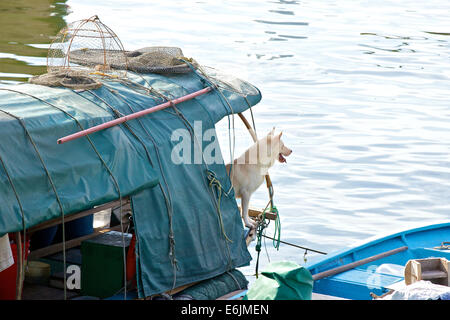 Hund aufpassen für seinen Meister auf einem chinesischen Sampan In der Causeway Bay Typhoon Shelter, Hong Kong vor Anker. Stockfoto