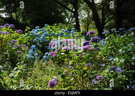 Blühender Hydrangea-Strauch in der Hartland Abbey, zwischen Bideford und Bude, an der Atlantikküste von Nord-Devon, England, Großbritannien Stockfoto