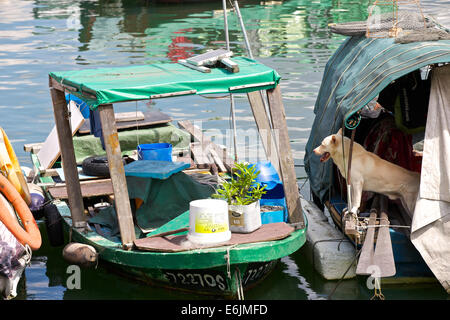 Auf der Suche nach seinem Herrn. Hund stehend auf dem Deck eines chinesischen Sampan In der Causeway Bay Typhoon Shelter, Hong Kong. Stockfoto