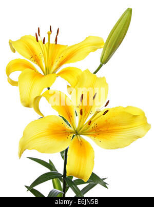 Lilien. Gelben Blüten isoliert auf weißem Hintergrund Stockfoto