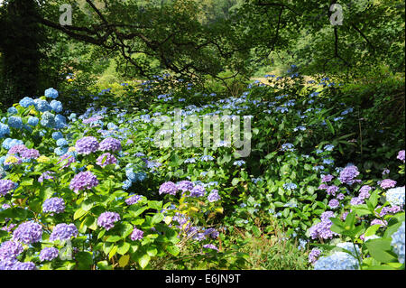 Blühender Hydrangea-Strauch in der Hartland Abbey, zwischen Bideford und Bude, an der Atlantikküste von Nord-Devon, England, Großbritannien Stockfoto