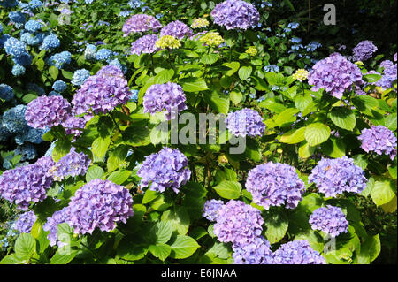 Blühender Hydrangea-Strauch in der Hartland Abbey, zwischen Bideford und Bude, an der Atlantikküste von Nord-Devon, England, Großbritannien Stockfoto