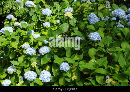 Blühender Hydrangea-Strauch in der Hartland Abbey, zwischen Bideford und Bude, an der Atlantikküste von Nord-Devon, England, Großbritannien Stockfoto