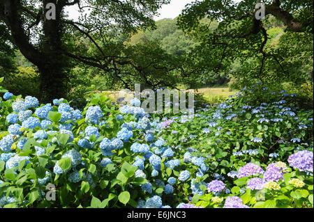 Blühender Hydrangea-Strauch in der Hartland Abbey, zwischen Bideford und Bude, an der Atlantikküste von Nord-Devon, England, Großbritannien Stockfoto