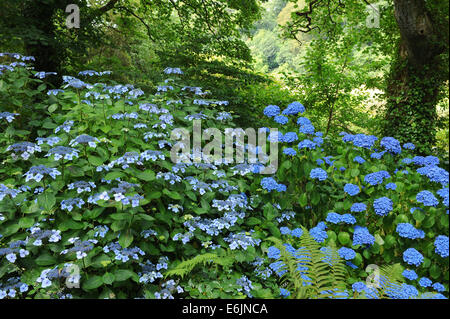 Blühender Hydrangea-Strauch in der Hartland Abbey, zwischen Bideford und Bude, an der Atlantikküste von Nord-Devon, England, Großbritannien Stockfoto