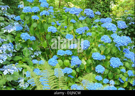 Blühender Hydrangea-Strauch in der Hartland Abbey, zwischen Bideford und Bude, an der Atlantikküste von Nord-Devon, England, Großbritannien Stockfoto