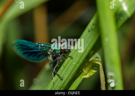 Gebänderten Prachtlibelle Damselfly nach dem Regen Stockfoto