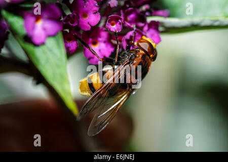 Schweben fliegen auf einer Blume Stockfoto