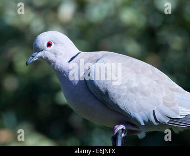 Eurasian collared Dove (Streptopelia Decaocto) thront auf einem Draht-Reifen. Stockfoto