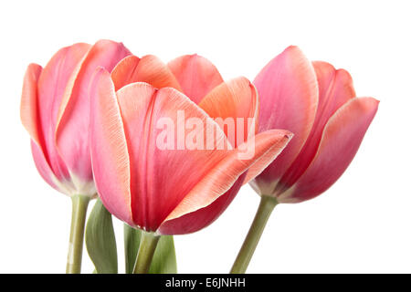 Tulpen. Drei Blumen isoliert auf weißem Hintergrund Stockfoto