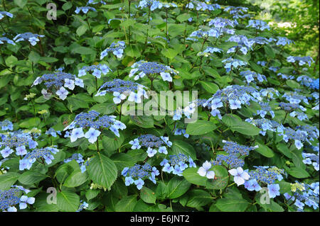 Blühender Hydrangea-Strauch in der Hartland Abbey, zwischen Bideford und Bude, an der Atlantikküste von Nord-Devon, England, Großbritannien Stockfoto