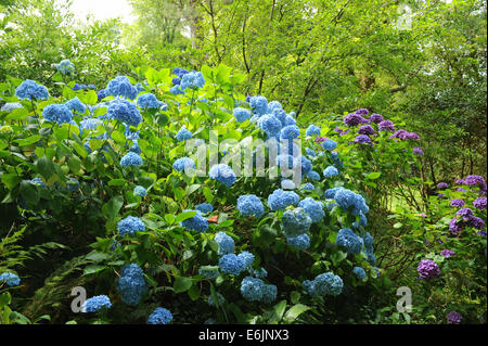 Blühender Hydrangea-Strauch in der Hartland Abbey, zwischen Bideford und Bude, an der Atlantikküste von Nord-Devon, England, Großbritannien Stockfoto