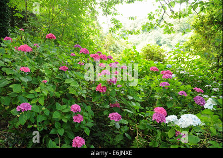 Blühender Hydrangea-Strauch in der Hartland Abbey, zwischen Bideford und Bude, an der Atlantikküste von Nord-Devon, England, Großbritannien Stockfoto