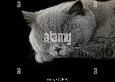 Schläfrige grauen britische Katze auf schwarzem Hintergrund Stockfoto