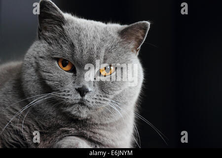 Graue britische Katze auf schwarzem Hintergrund Stockfoto