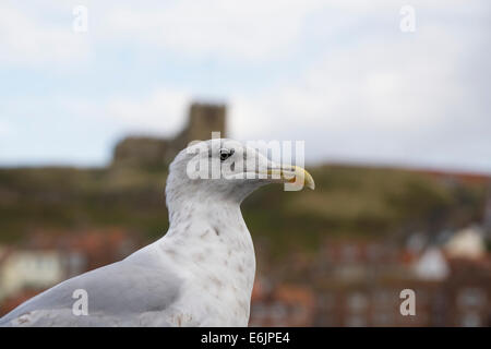 Larus Argentatus. Unreife Silbermöwe. Stockfoto