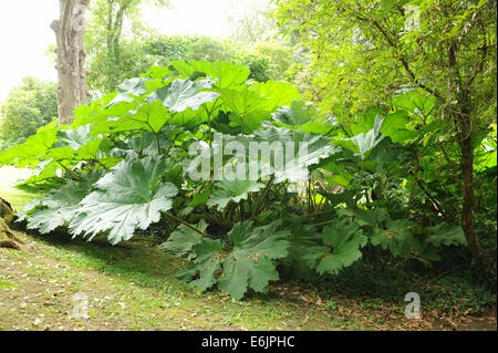 Gunnera Manicata in Hartland Abbey, zwischen Bideford und Bude, an der atlantischen Küste von North Devon, England, UK Stockfoto