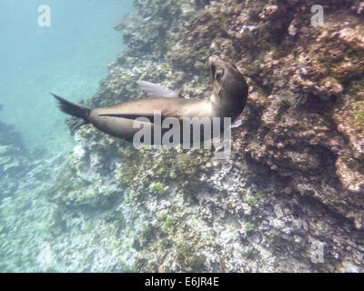Seelöwen unter Wasser auf den Galapagos Inseln Stockfoto