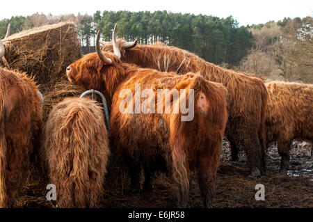 Hochlandrinder auf Heu füttern Stockfoto