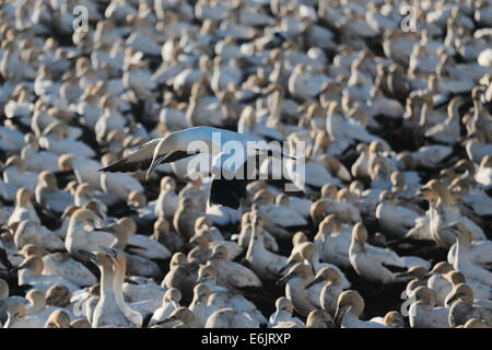 Cape Basstölpel nisten auf Bird Island, Lamberts Bay, Südafrika Stockfoto