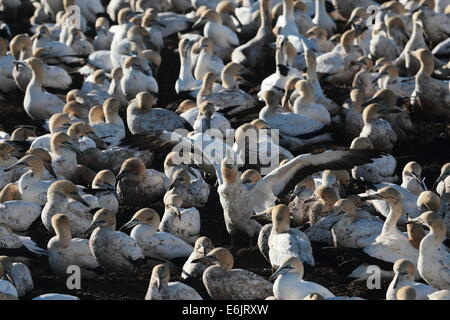 Cape Basstölpel nisten auf Bird Island, Lamberts Bay, Südafrika Stockfoto