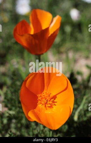 Namaqualand Frühlingsblumen in Velddrif, Westküste, Südafrika Stockfoto