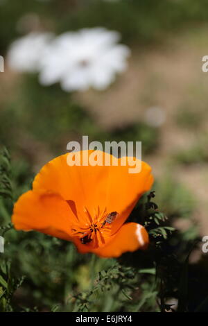 Namaqualand Frühlingsblumen in Velddrif, Westküste, Südafrika Stockfoto