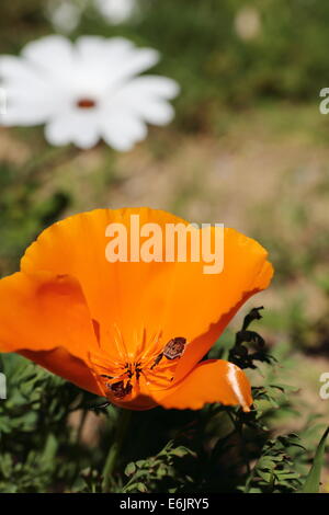 Namaqualand Frühlingsblumen in Velddrif, Westküste, Südafrika Stockfoto