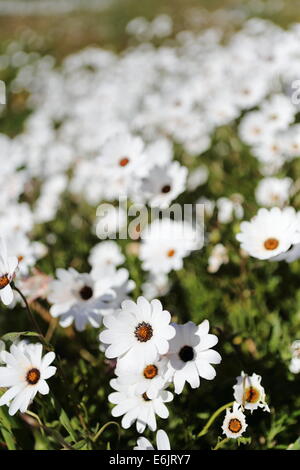 Namaqualand Frühlingsblumen in Velddrif, Westküste, Südafrika Stockfoto