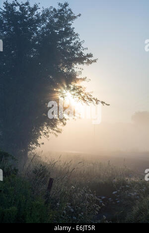 Die Sonne steigt durch den Nebel und platzen durch Äste in den Sonnenaufgang. Stockfoto