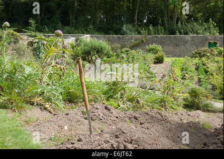 Gartengabel in einem Gemüsebett in der Hartland Abbey, zwischen Bideford und Bude, an der Atlantikküste von Nord-Devon, England, Großbritannien Stockfoto