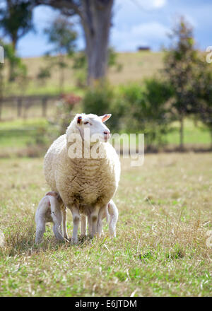 ein Suffolk Schafe und zwei Lämmer Stockfoto