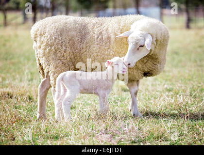 Ein weißes Suffolk Schaf mit Lamm Stockfoto