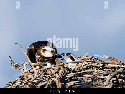 Erwachsenen Fischadler Fische zu füttern, um ein Küken im Nest, Pandion Haliaetus, Sea Hawk, Fischadler, Fluss Hawk, Hawk Fisch, raptor Stockfoto