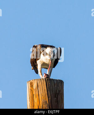 Fischadler auf Pole Fütterung auf fangfrischen Fisch, Pandion Haliaetus, Sea Hawk, Fischadler, Fluss Hawk, Hawk Fisch, Raptor, Chaffee Cou Stockfoto