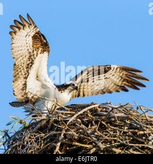 Fischadler auf Nest, Pandion Haliaetus, Sea Hawk, Fischadler, Fluss Hawk, Hawk Fisch, Raptor, Chaffee County, Colorado, USA Stockfoto