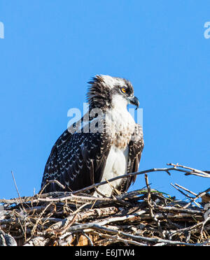 Junge Küken Osprey auf Nest, Pandion Haliaetus, Sea Hawk, Fischadler, Fluss Hawk, Hawk Fisch, Raptor, Chaffee County, Colorado Stockfoto