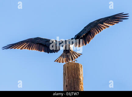 Fischadler auf Pole, Pandion Haliaetus, Sea Hawk, Fischadler, Fluss Hawk, Fisch-Hawk, Raptor, Chaffee County, Colorado, USA Stockfoto