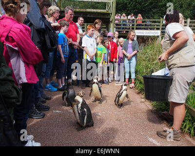 Besucher Stockfoto