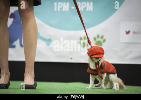 London, UK, UK. 25. August 2014. Ein Hund Hut rutscht über seine Augen auf der '' Hund '' an 2014 Paw Pageant. © Lee Thomas/ZUMA Wire/ZUMAPRESS.com/Alamy Live-Nachrichten Stockfoto
