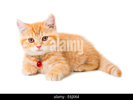 wenig Ingwer-Britisch Kurzhaar-Katzen auf weißem Hintergrund Stockfoto