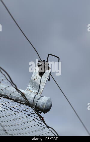 Ein hoher Zaun, gekrönt mit einem elektrischen Zaun grenzt an ein Naturschutzgebiet in Western Australia, Australien. Stockfoto