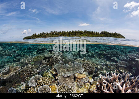 Eine Malediven-Insel mit Palmen und einem Korallenriff, bewachsen mit Steinkorallen, Saumriff, bedeckt Riff-flach, Indischer Ozean Stockfoto