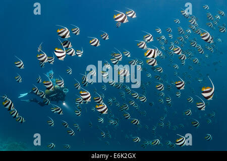 Taucher in einer Schule Schule Bannerfish (Heniochus Diphreutes) über ein Korallenriff, Indischer Ozean, Embudu Stockfoto
