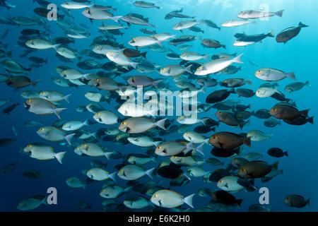 Schule der länglichen Doktorfisch (Acanthurus Mata), Indischer Ozean, Embudu, Süd-Malé-Atoll, Malediven Stockfoto