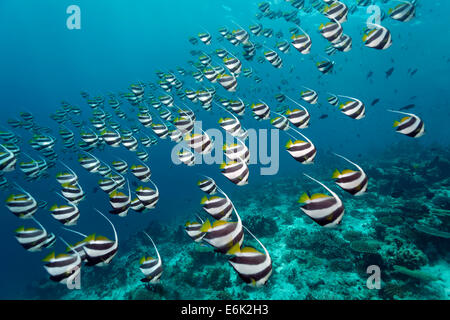 Schule der Ausbildung Bannerfish (Heniochus Diphreutes) über ein Korallenriff, Indischer Ozean, Embudu, Süd-Malé-Atoll, Malediven Stockfoto