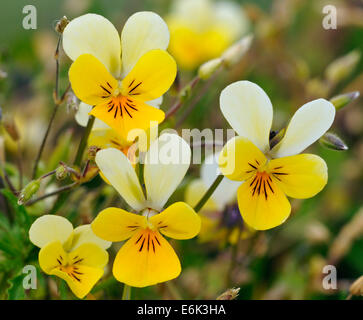 Düne Stiefmütterchen - Viola Tricolor Curtisii gemeinsame Blume von der Machair Stockfoto