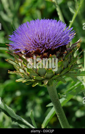 Karde - Cynara Cardunculus Blume aus westlichen und zentralen Mittelmeerraum Stockfoto