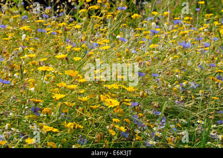 Mais-Ringelblume - Chrysanthemum Segetum, Kornblume - Centaurea Cyanus, Corncockle - Agrostemma umbellatum, Mais Kamille Stockfoto